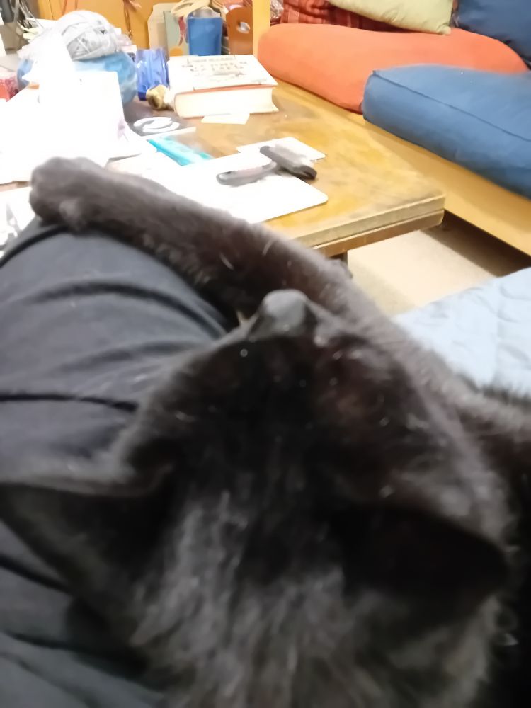 A black cat rests his head against a human's black trousers leg. He is holding the leg with one paw.