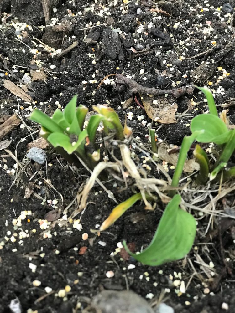 Remnants of tender plant shoots that were eaten by our resident bunnies. 