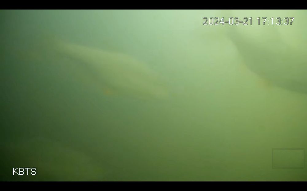 a screencap of fish on the Netherlands’ fish doorbell livestream timestamped 2024-03-21 17:13:37