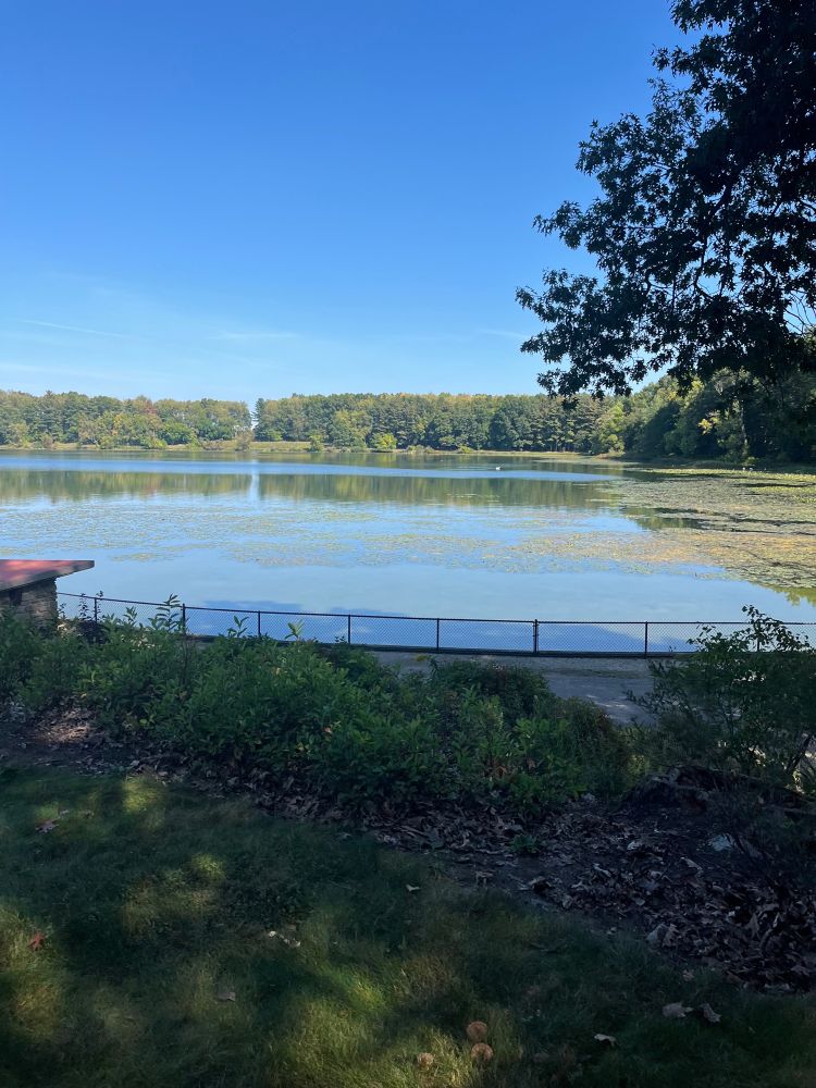 A beautiful lake with trees surrounding it