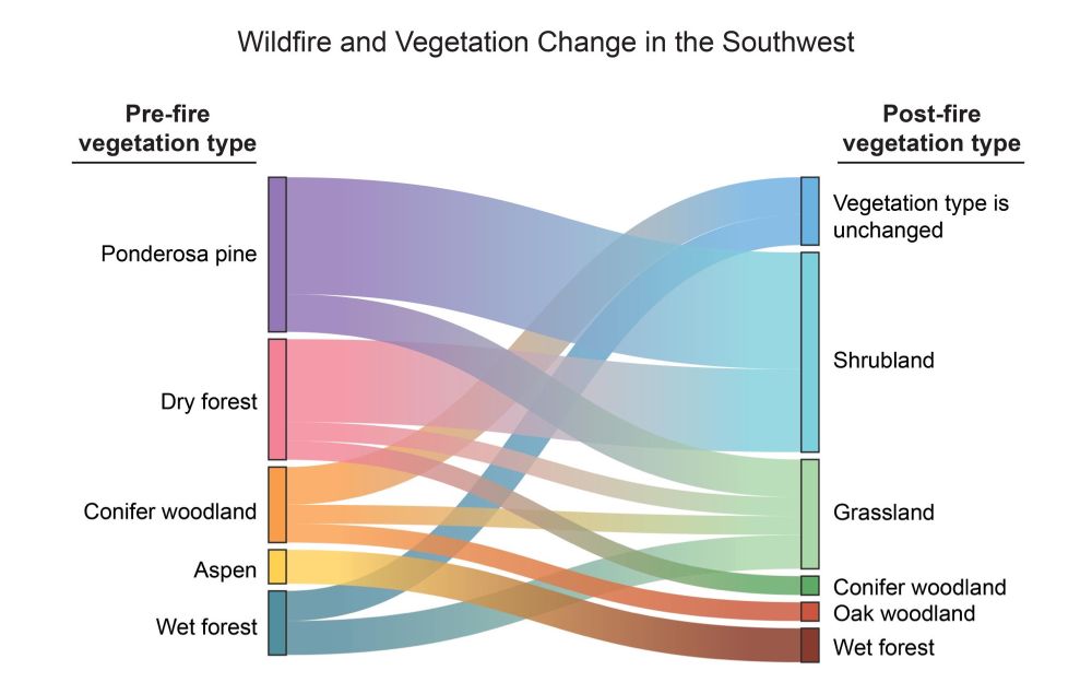 A graph of wildfires and vegetation change in the Southwest USA, showing how ecosystems change with massive fires