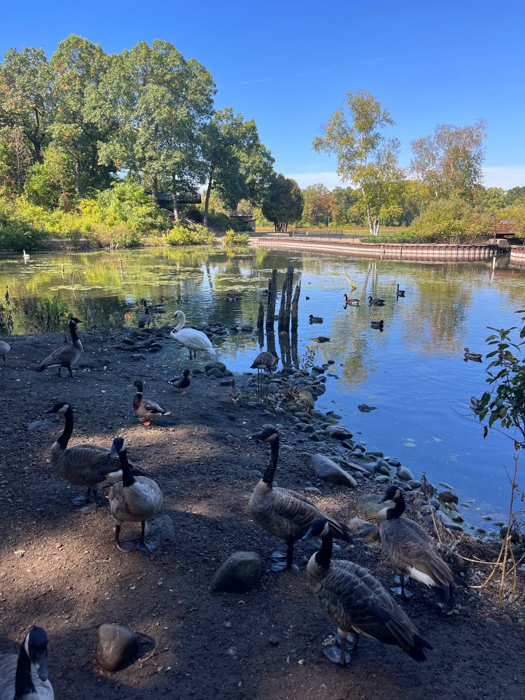 Plenty of Ducks and a Swan stand on the edge of a Lake