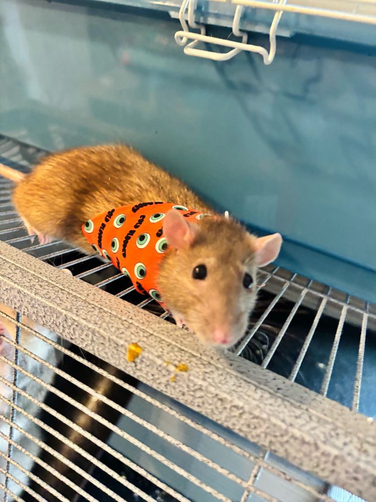 dandelion the rat in a halloween bandana 