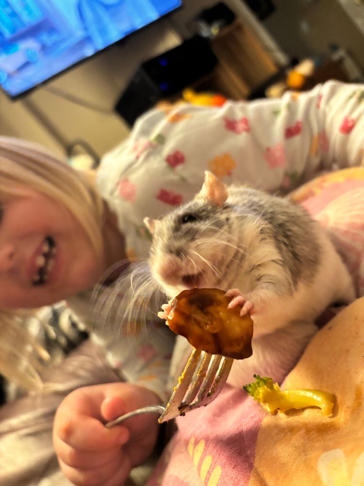sids rat sybil eating bourbon chicken off of a fork sids daughter is holding 
