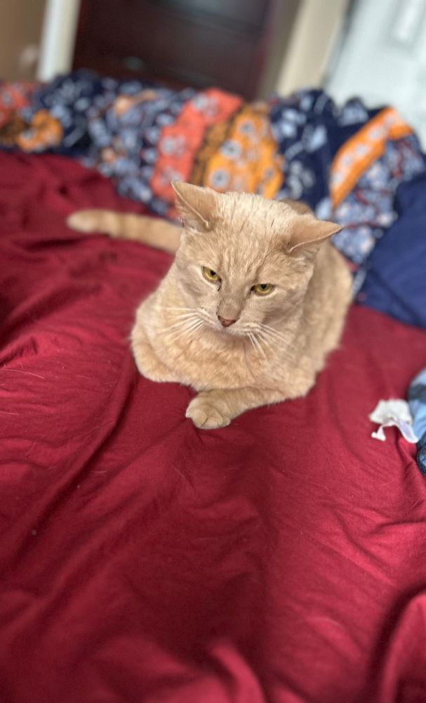 an orange tabby laying on a red sheet on a bed 