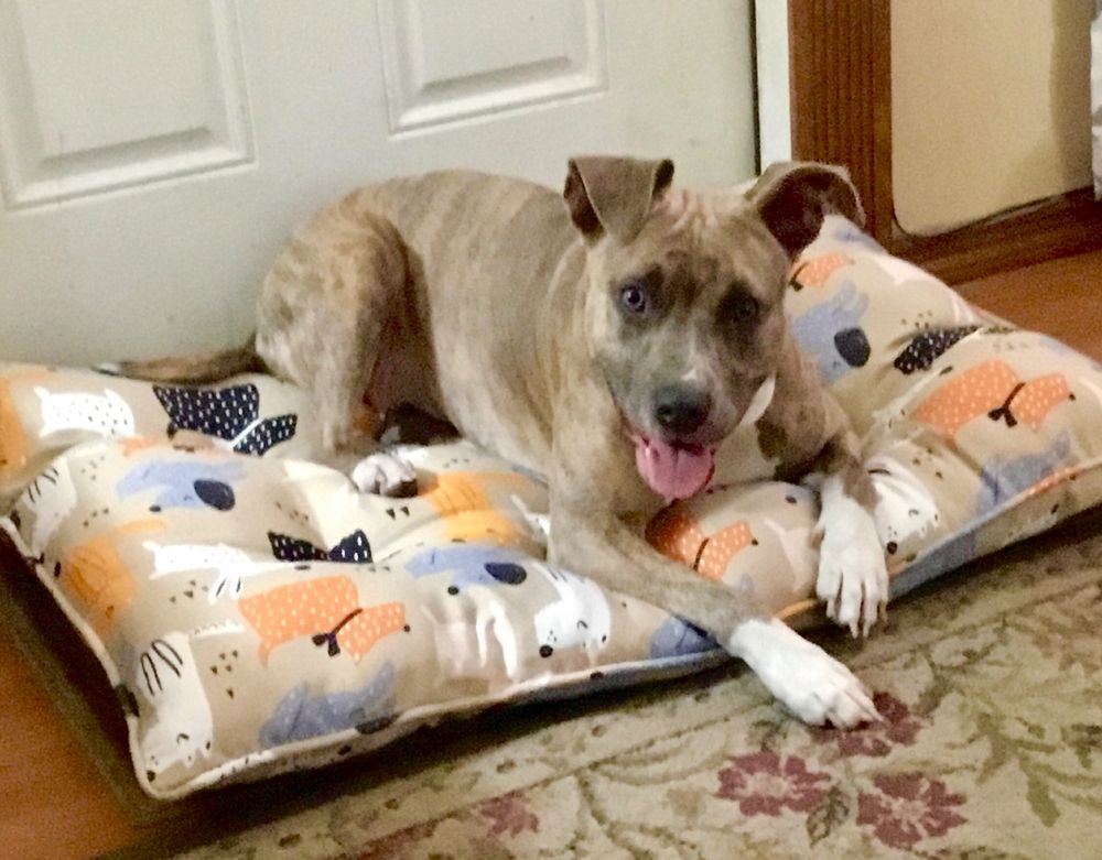Roxy a young brindle and white pit mix, she's on a dog bed covered in cartoon dogs. Roxy's tongue is out, she's been protecting the yard from squirrels.