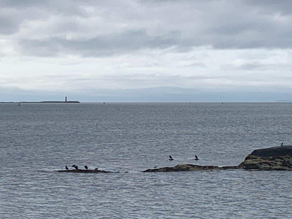 Ocean view at mouth of Halifax Harbour. In the foreground are cormorants on black rocks. In the distance is a lighthouse on an island. 