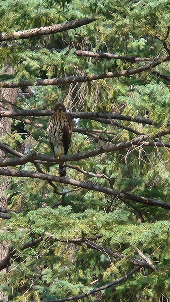 A hawk sitting in a pine tree. I think it's a Cooper's hawk.