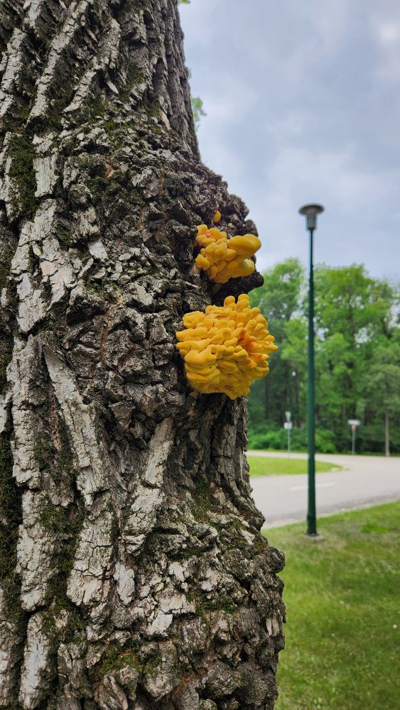 A bright yellow fungus on a tree. I think it's chicken of the woods, but I'm not confident enough to try eating it!