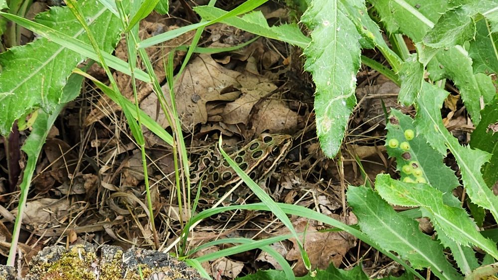 A leopard frog.