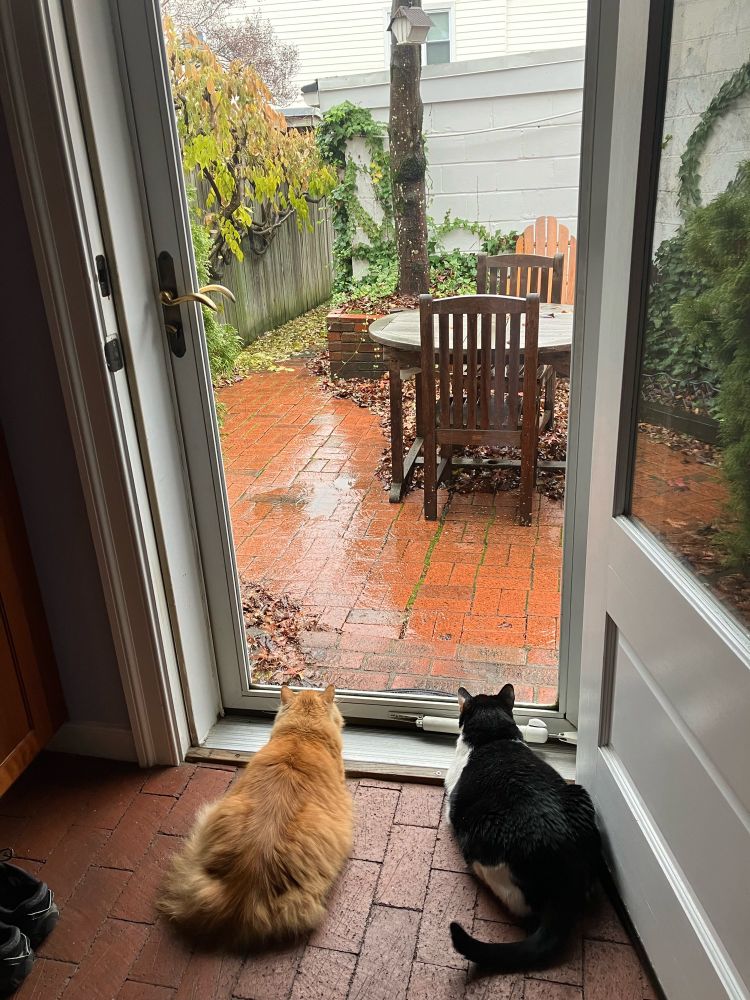Two cats looking out a window door onto a brick patio