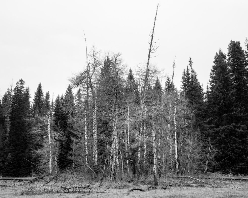 A grouping of Aspen trees (I think) in a clearing in front of pine trees (I think)