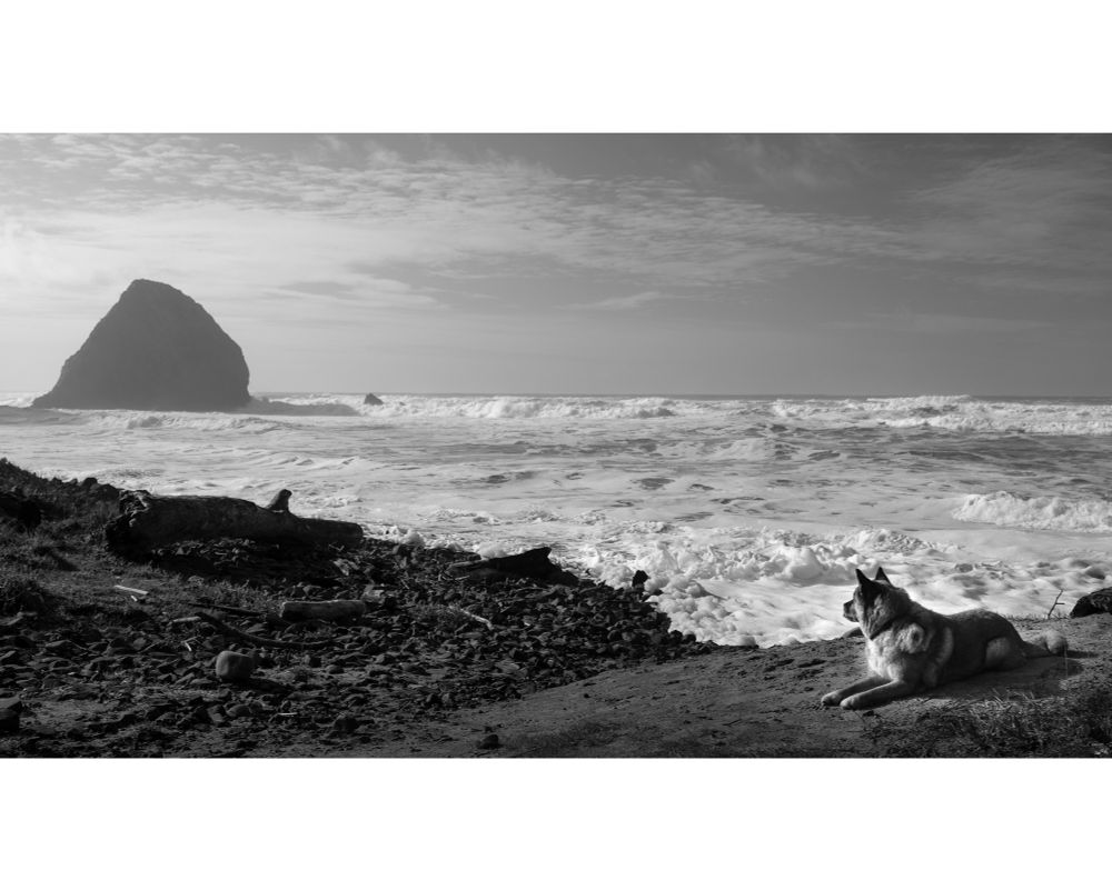 Black and white image of a dog on a beach relaxing and staring out toward a haystack