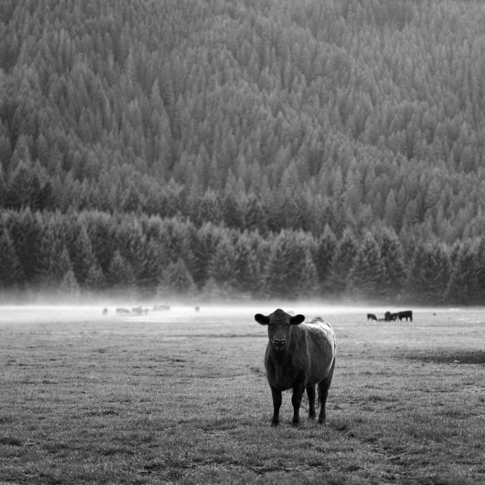 Black and white image of a black cow with a climbing forest backdrop