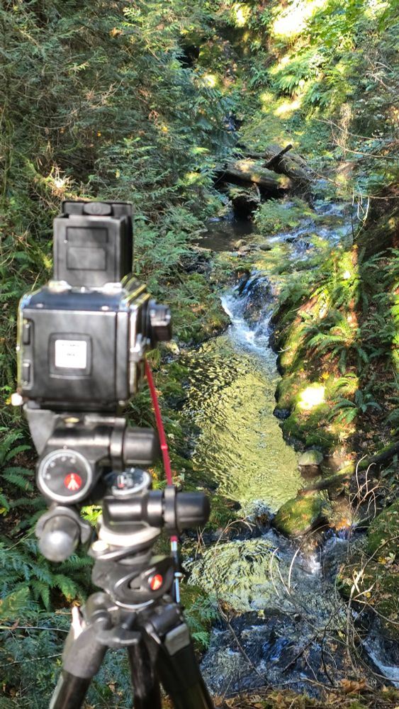 Medium format film camera overlooking stream with ferns and trees