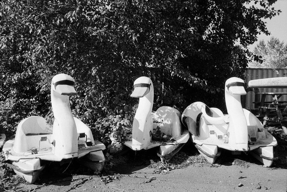 3 menacing paddleboat geese on land under a large tree/bush.