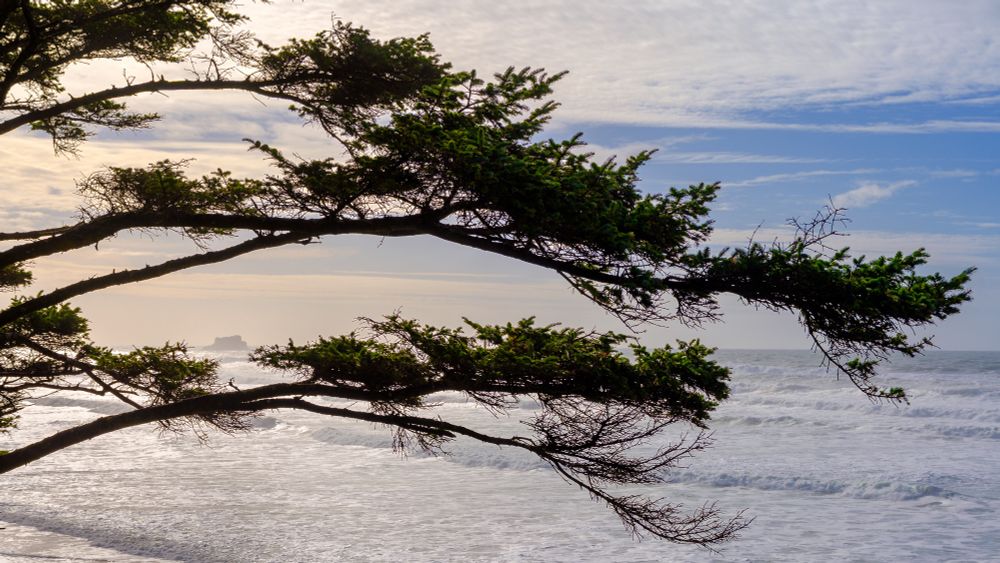 Limbs of a cypress (?) outstretched over a coastline with a high tide coming in