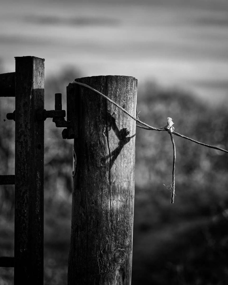 Gatepost with a knotted cord looped around the top. The cord's shadow on the post could be a fairy flying away.