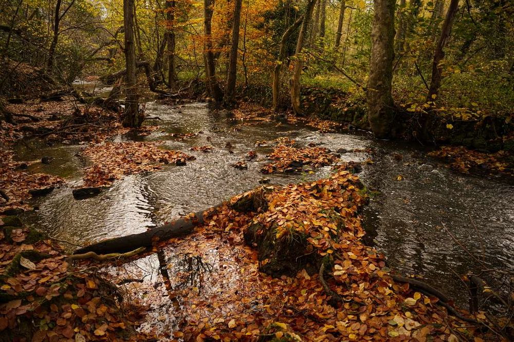 Stream with fallen leaves