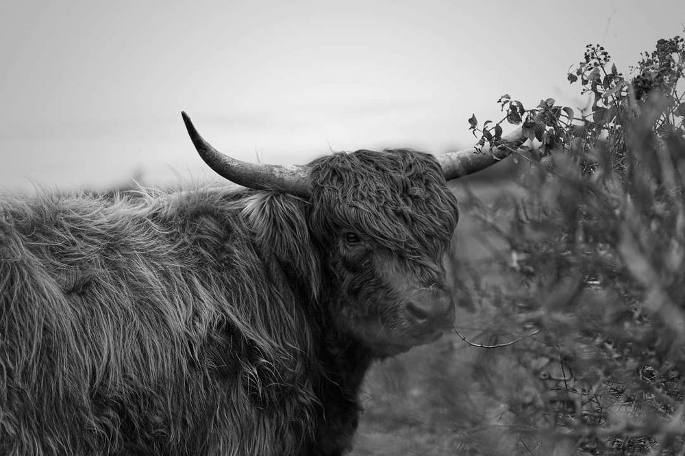 A Highland Bull turns to look at the camera