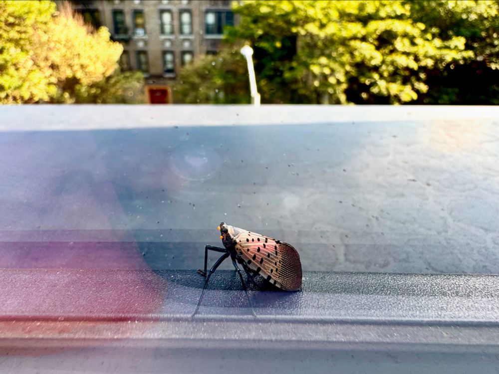 A lantern fly on a ledge outside a window.