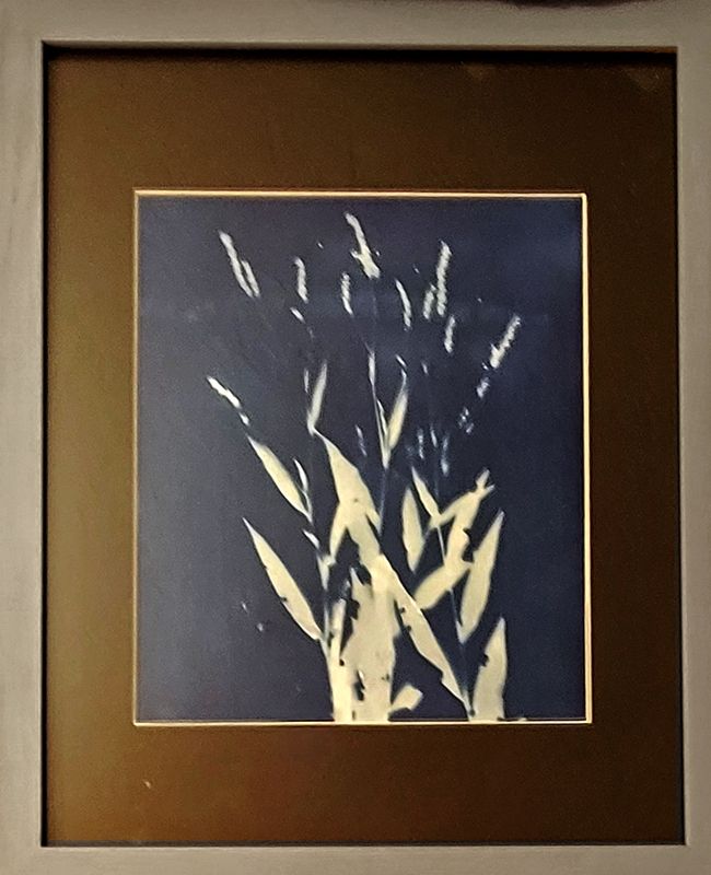 Cyanotype of wildflowers