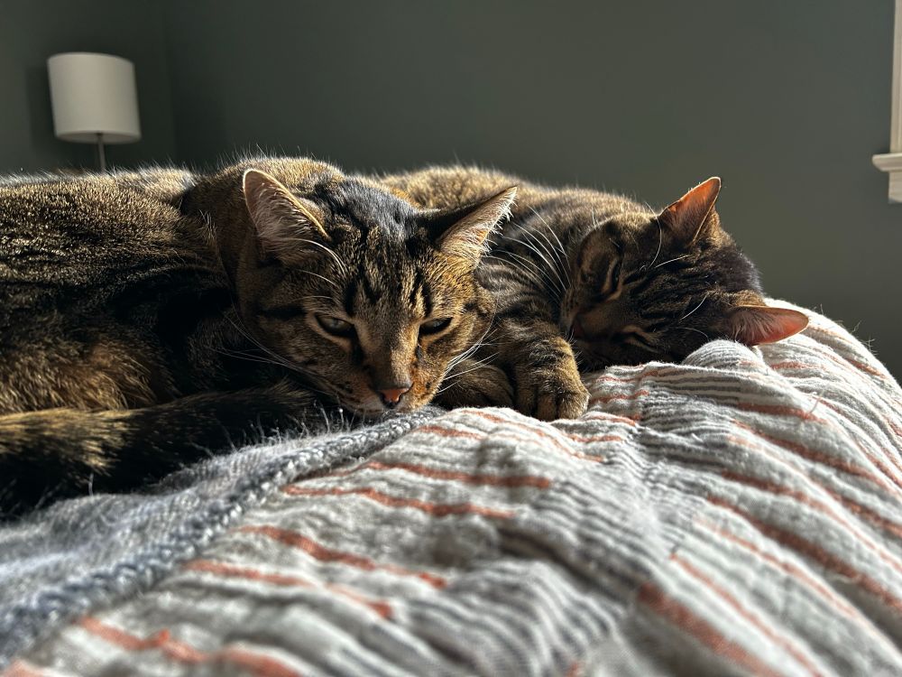 My two brown tabby cats are laying on a bed in the sunshine. Both are curled up in “croissant” formation, each with a paw sticking out on top of the other one’s paw. It’s disgustingly cute. 