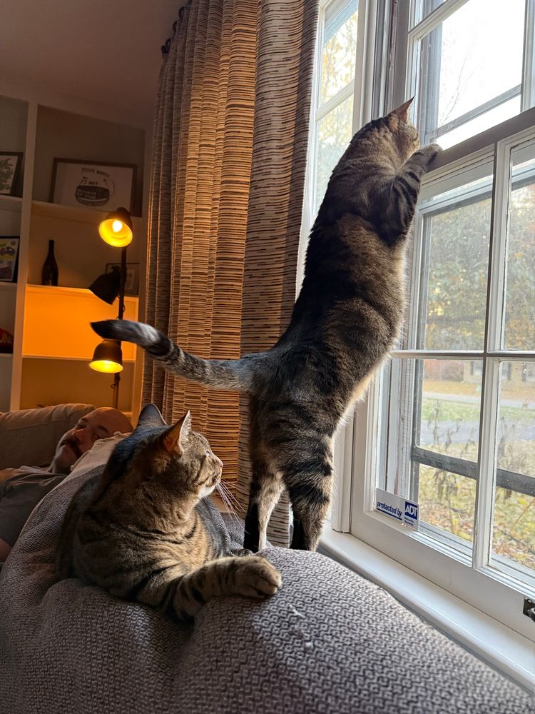 Two tabby cats are pictured. One is laying down on the back of a couch looking out a large window casually. The other is standing up on his back paws with his front paws on the window looking out much more seriously. 