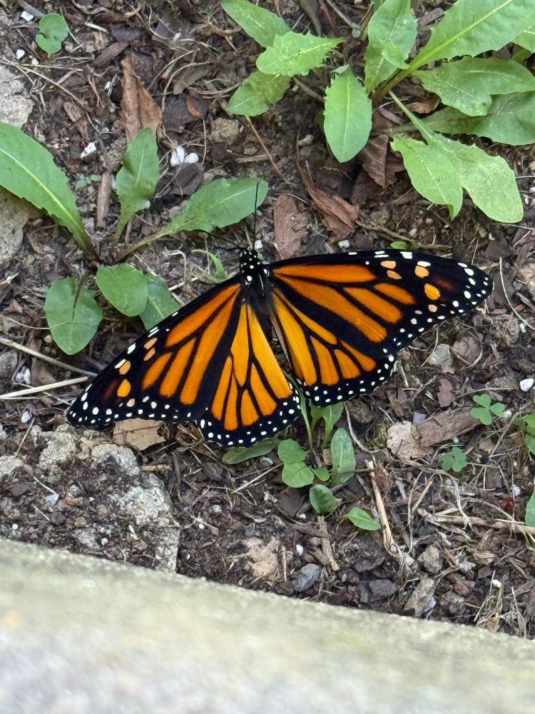 A monarch butterfly is resting on the leaf of a dandelion on the ground with its wings spread out. 