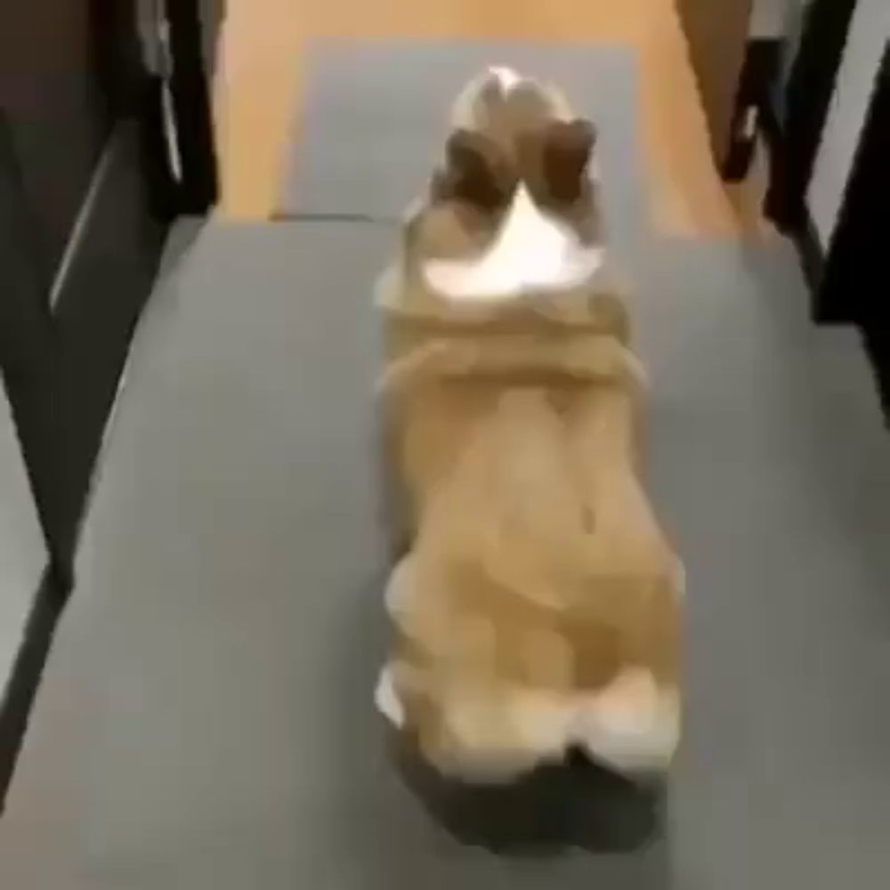 a brown and white dog is standing on its hind legs on a gray mat .