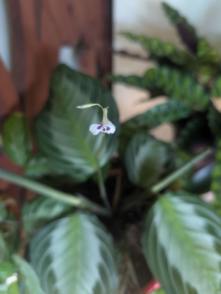 Flowering maranta silver band plant.