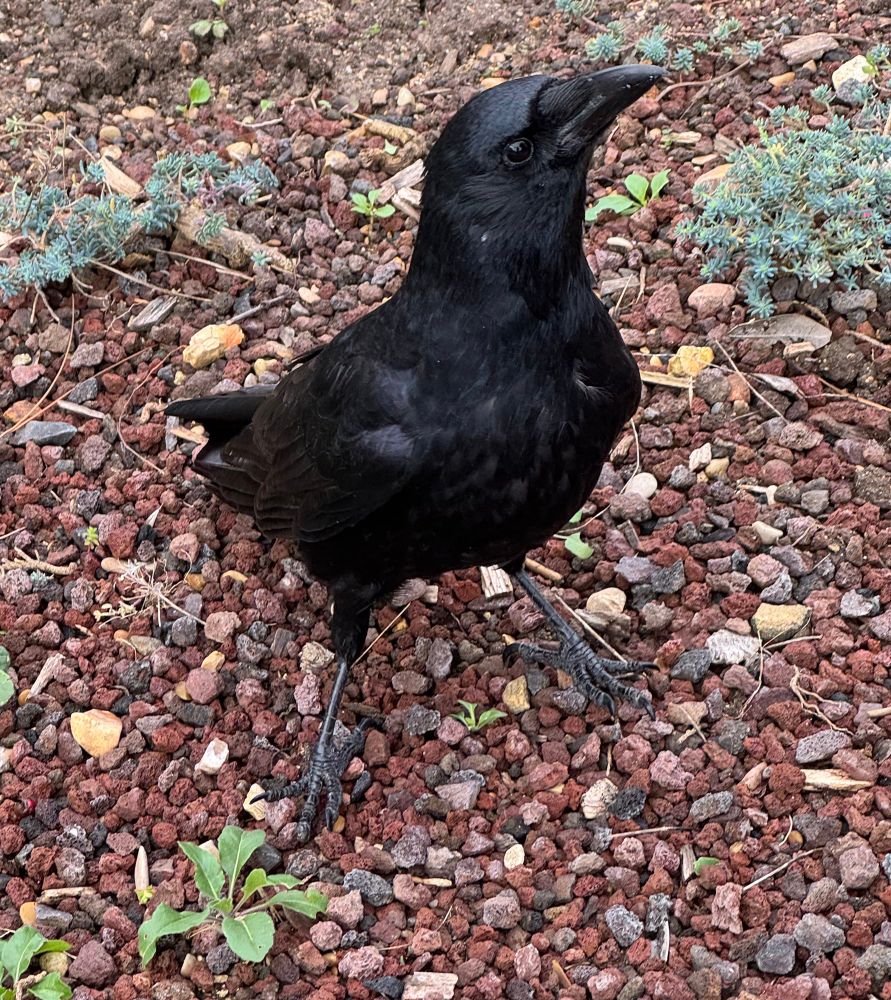 Une magnifique corneille avec une tête à défier le monde entier. 