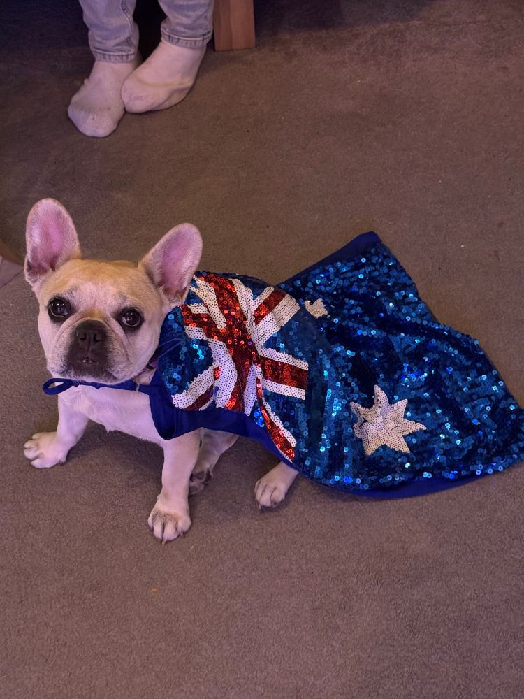A French bulldog wearing a sequin Australia flag as a cape 