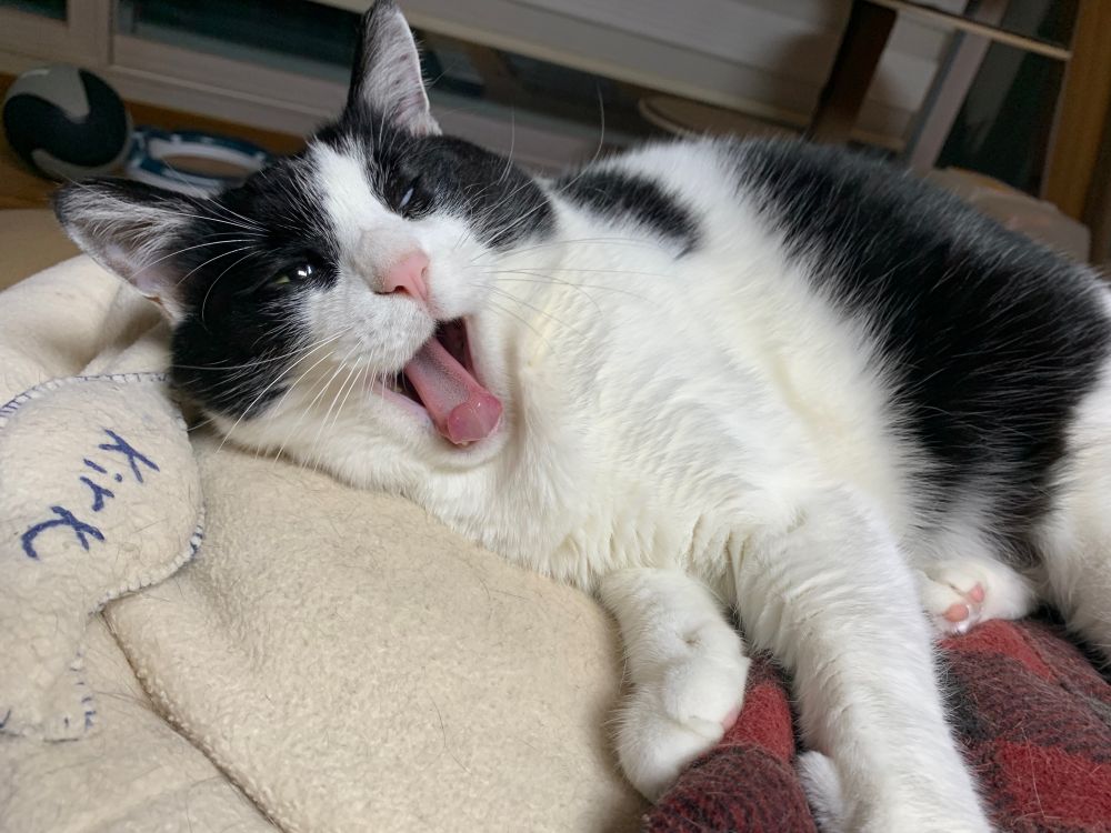 옆으로 누운 턱시도 고양이가 하품을 하고 있다.
