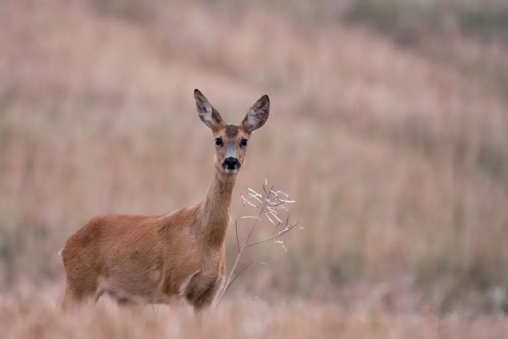 Roe Deer