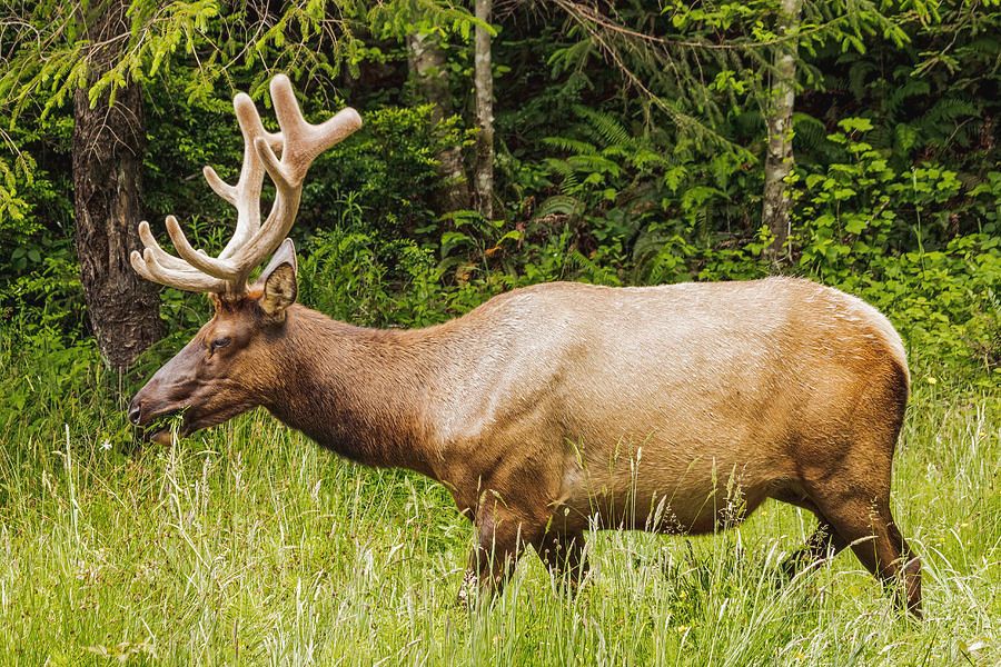 Roosevelt Elk