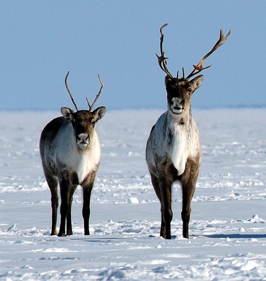 Caribou