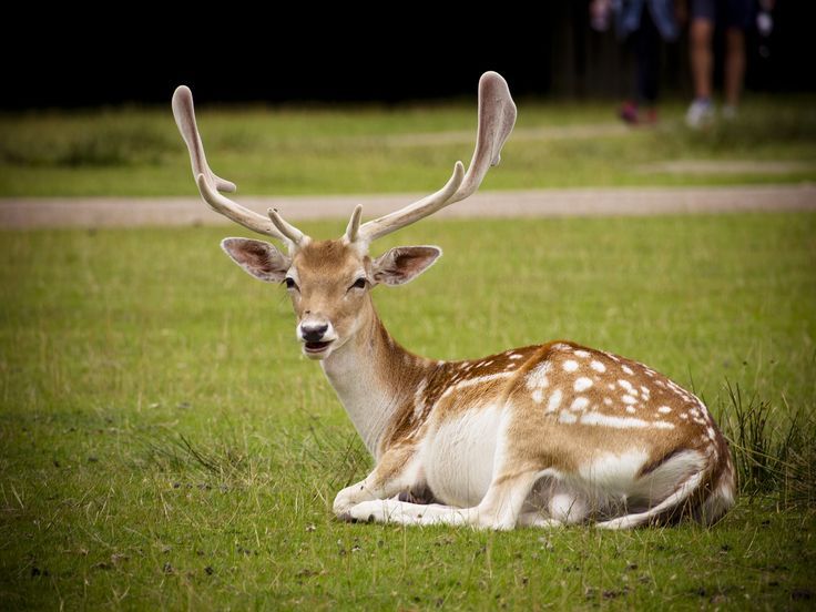 Fallow Deer