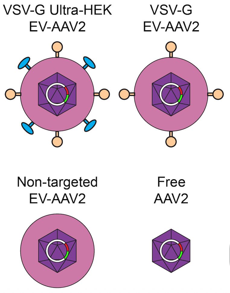 Four types of AAV particle: one is free, the other three are enveloped and are functionalized with affinity domains and fusogens