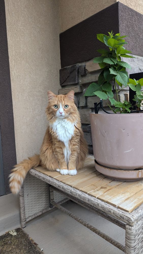 Orange cat