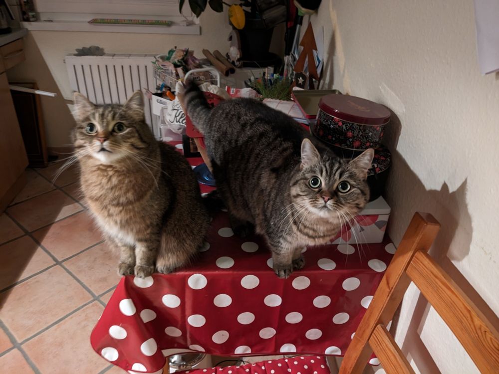Zwei getiegerte Katzen sitzen auf einem Tisch mit roter Tischdecke mit weißen Punkten, und schauen sehr treuherzig