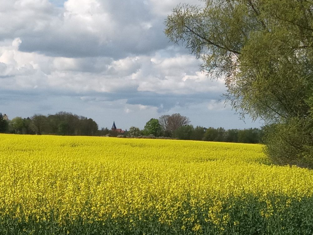 Gelb blühendes Rapsfeld 