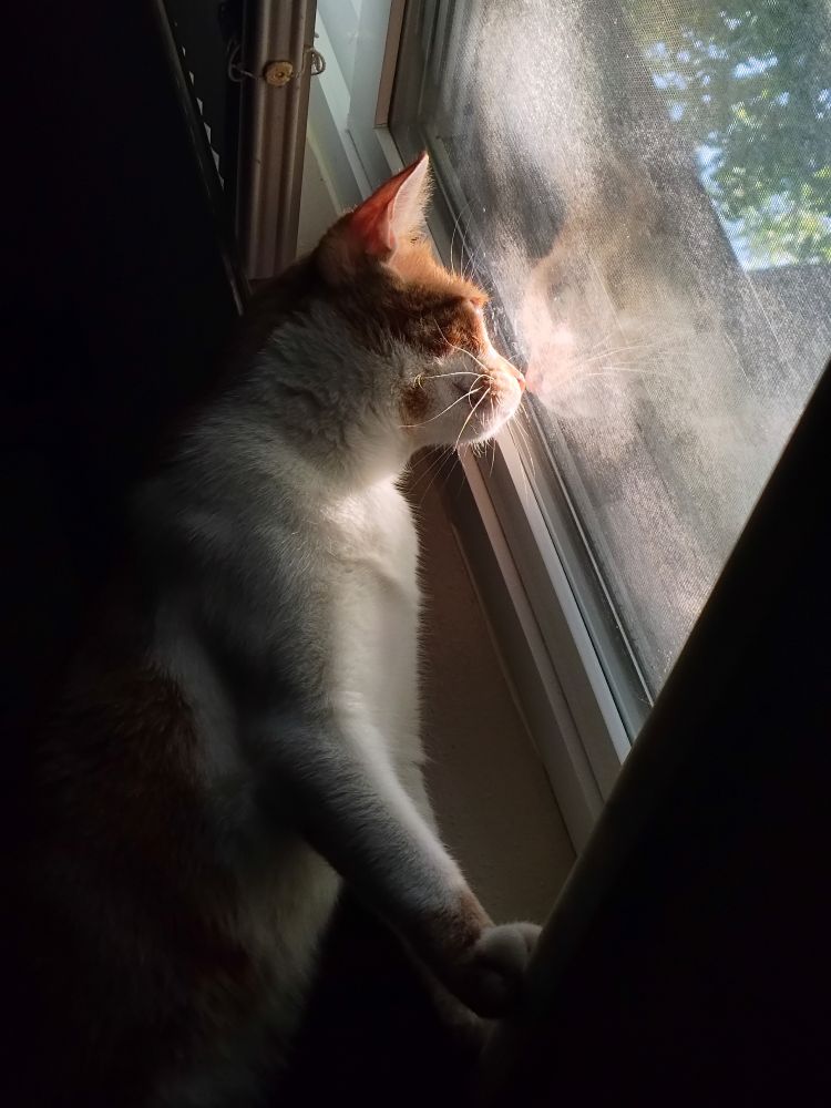 An orange and white tabby cat, named Cinnamon, stares out of a window. The scene is dark, and she is illuminated only by sunlight filtering in through the leaves of trees just outside, with a sun beam landing perfectly on her face. Her reflection can be seen in the glass of the window, staring straight back at her, noses touching.
