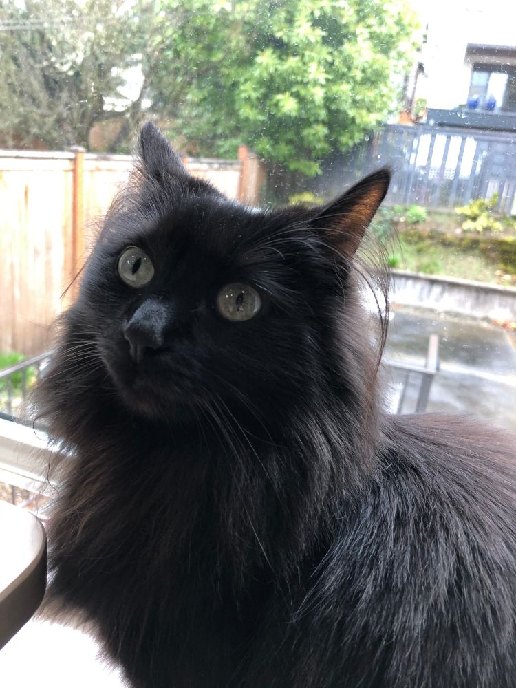 A cat who hates these executive orders (cute fluffy black cat looking pissed)