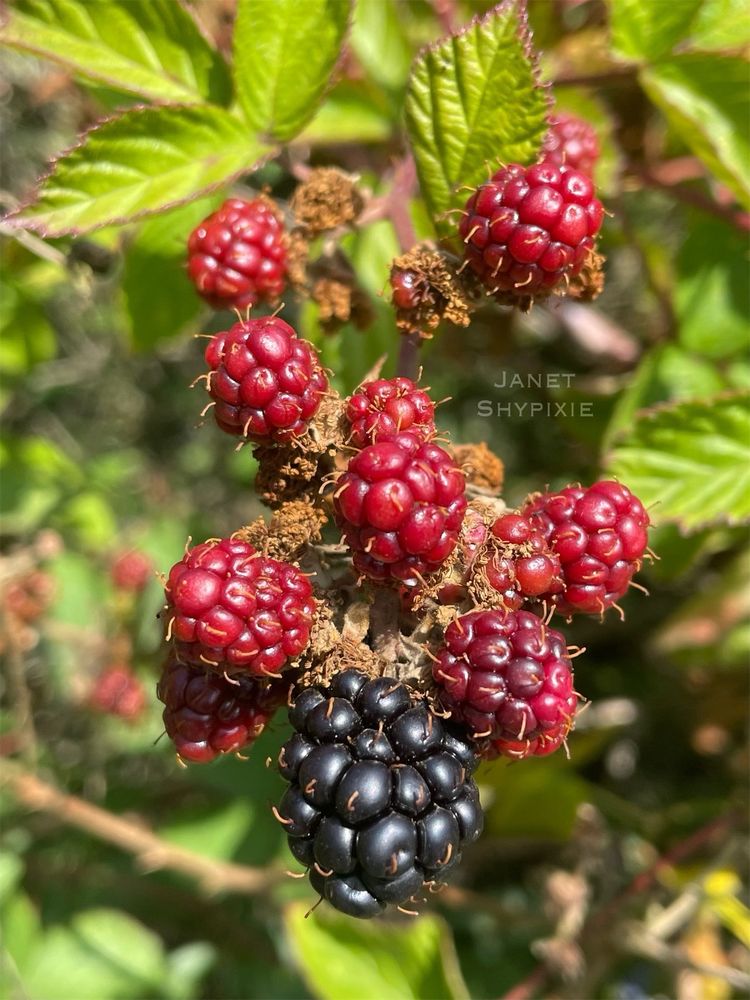 Blackberries growing in the hedgerows 