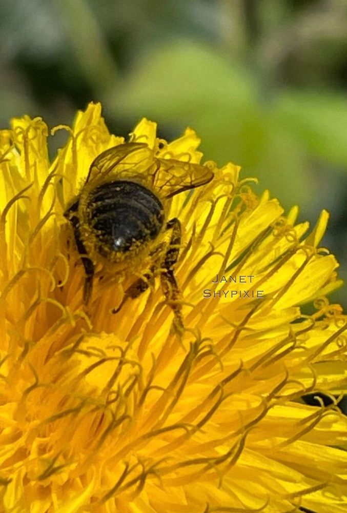 A bee on a dandelion 