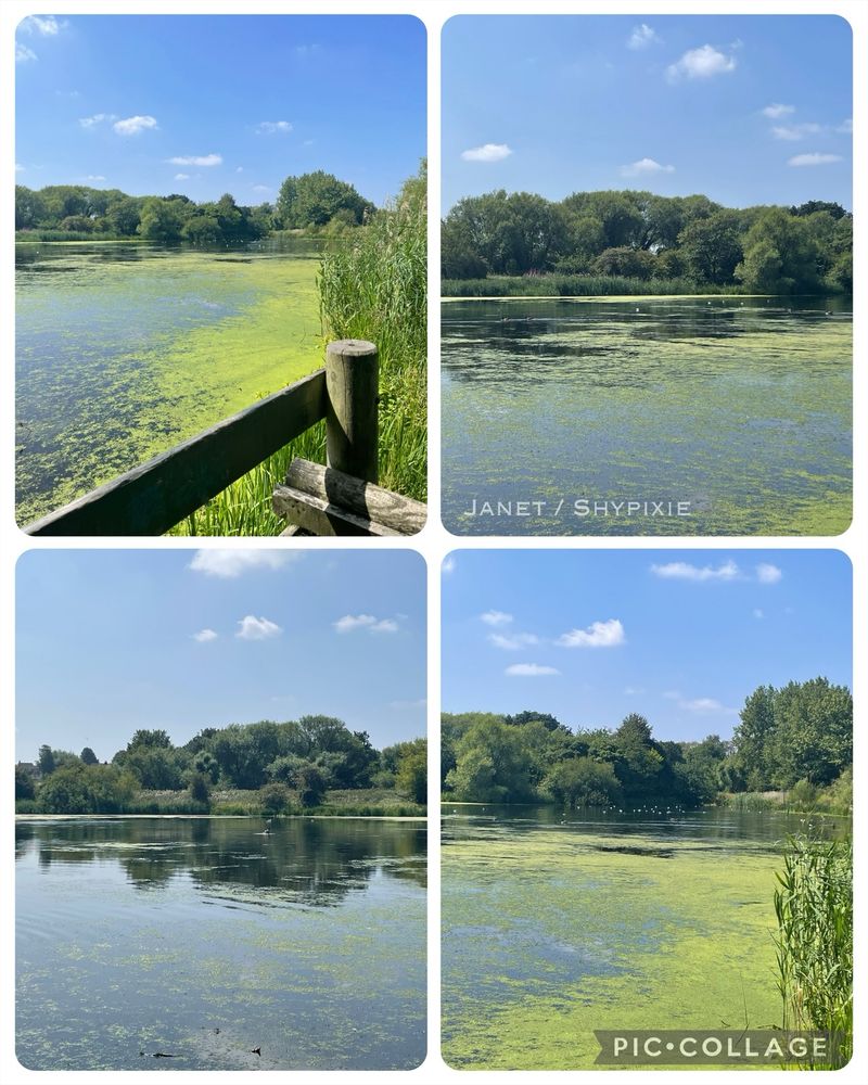A view looking out at the lake this week, with lots of surface water algae forming 