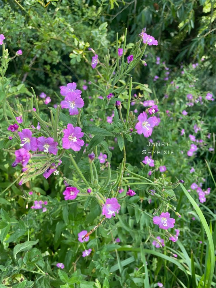 Great Willowherb growing near the riverside 