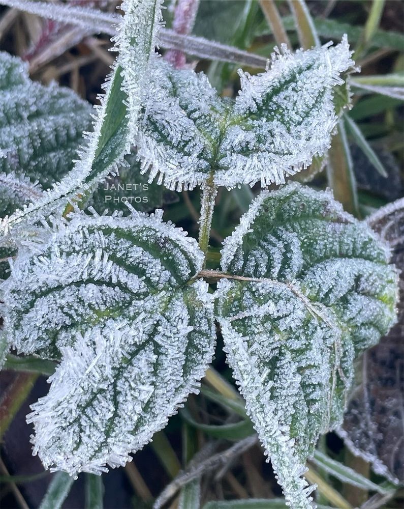Autumn leaves covered in early morning frost 