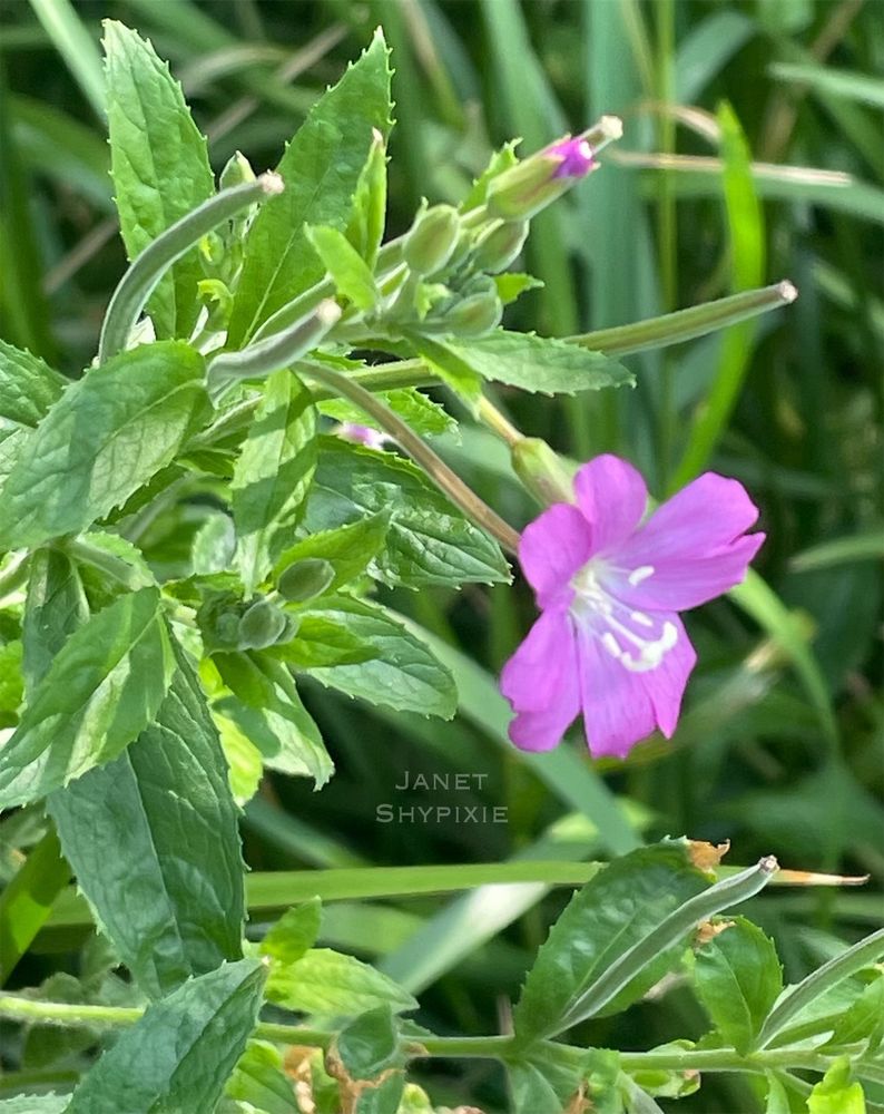 Great Willowherb wildflowers 
